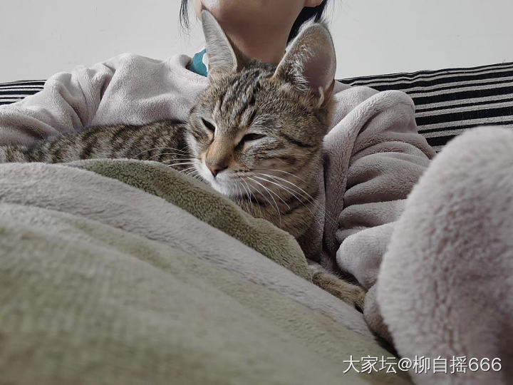 真会享受🐱_猫