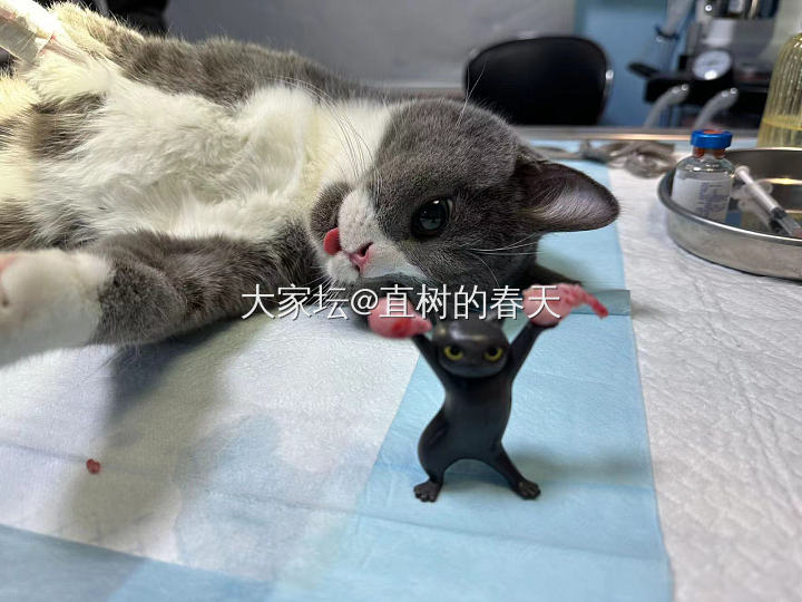 今天，俩只小可爱被人欺负了…_猫宠物