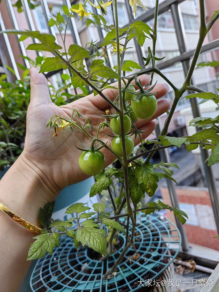 阳台种小番茄，结果啦_植物闲聊