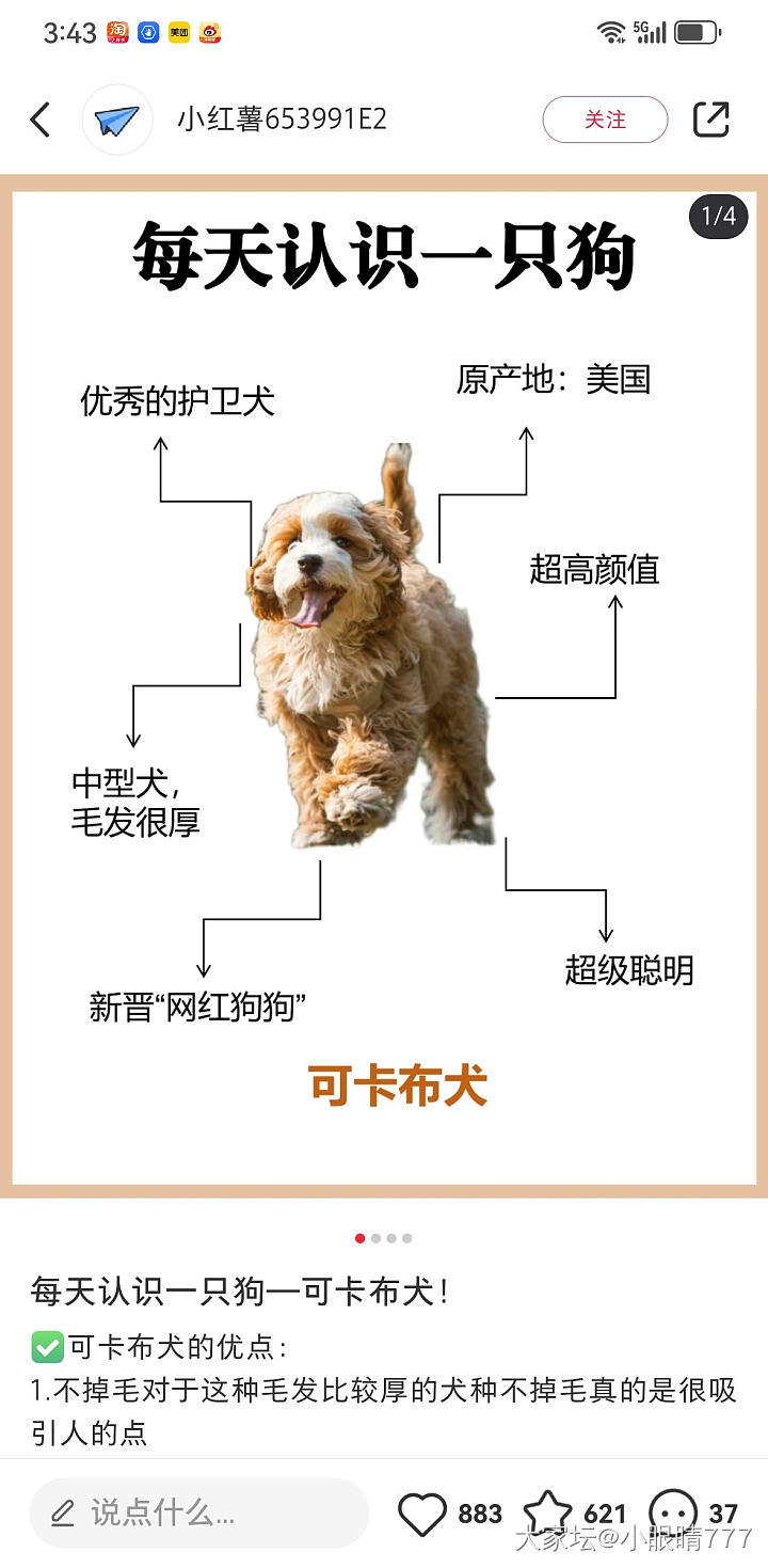 上海，流浪狗，可卡布，找靠谱领养人。_狗