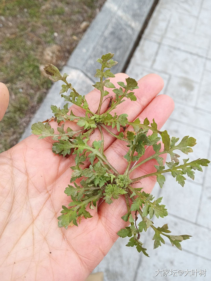 推荐春天挖野菜的好帮手——形色_食材