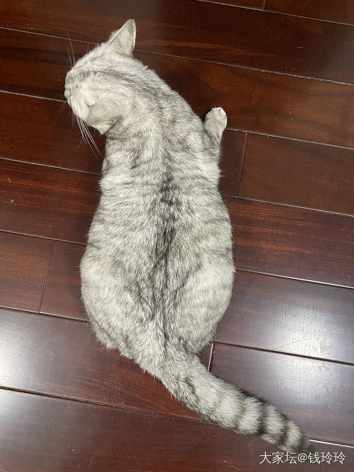 姨姨手机里的小可爱🥰_猫