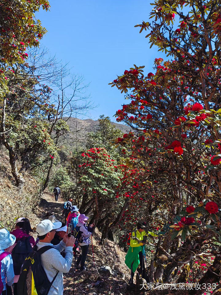 杜鹃花时夭艳然，满山遍野映山红！
​_花