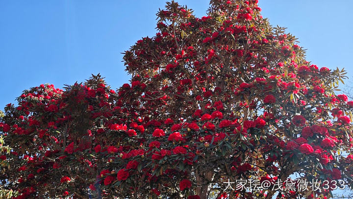 杜鹃花时夭艳然，满山遍野映山红！
​_花