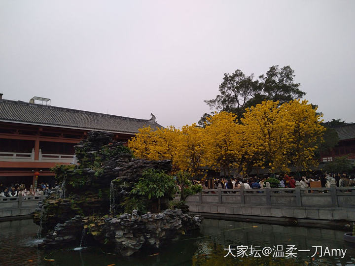 光孝寺的黄花风铃木，我来了_旅游