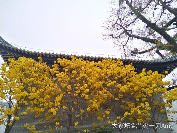 光孝寺的黄花风铃木，我来了_旅游