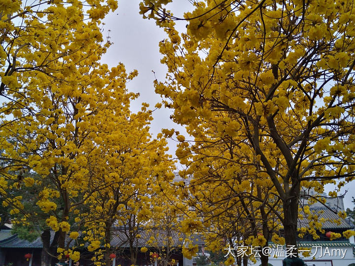 光孝寺的黄花风铃木，我来了_旅游