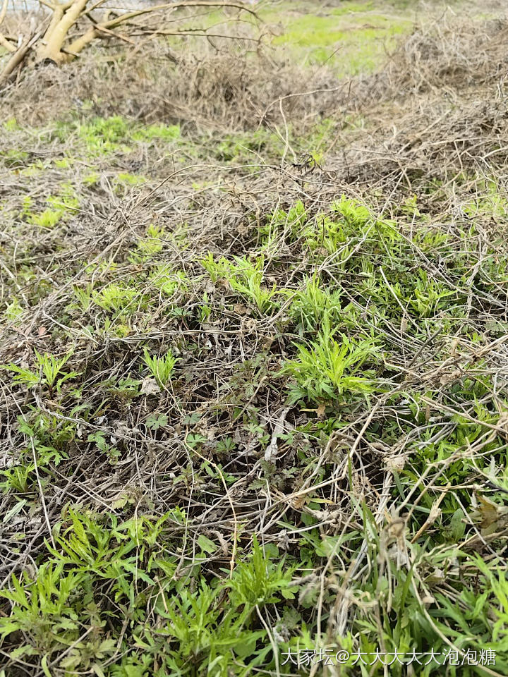 江滩摘野菜之藜蒿季节_食材