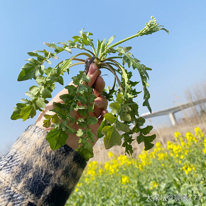 江滩摘野菜之藜蒿季节_食材