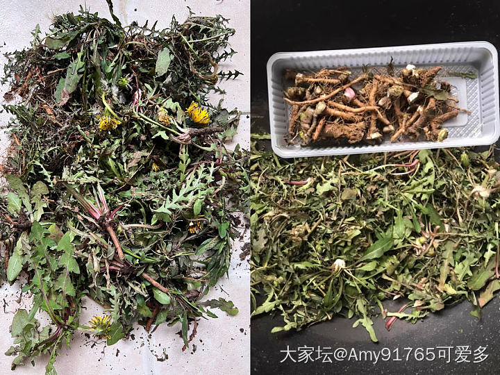 江滩摘野菜之藜蒿季节_食材