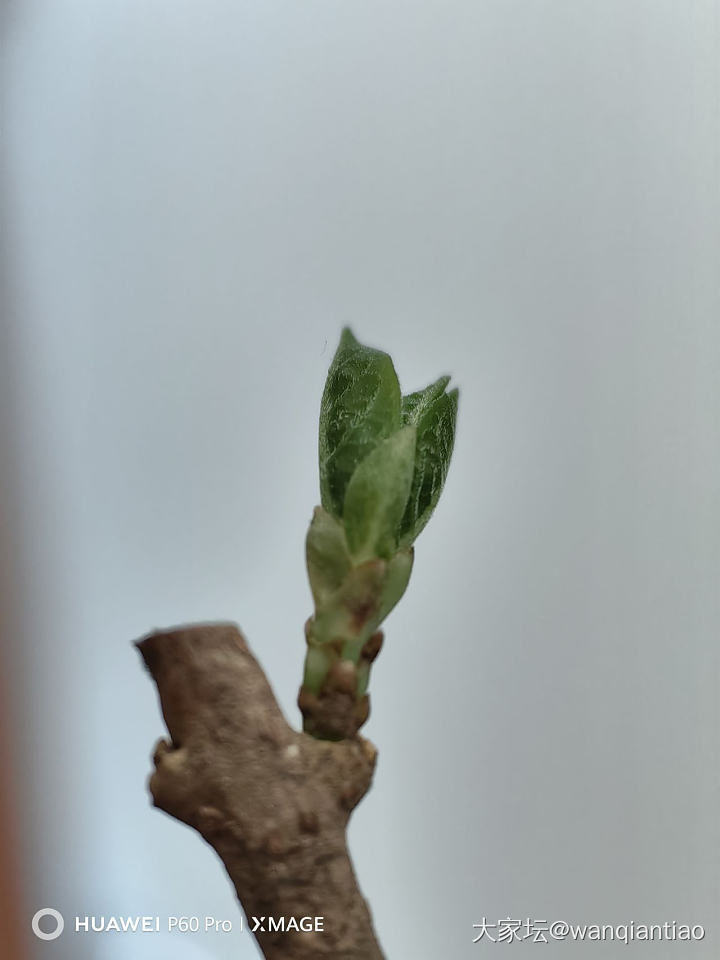 被金价吓坏了，发点家里的花花随手拍_花