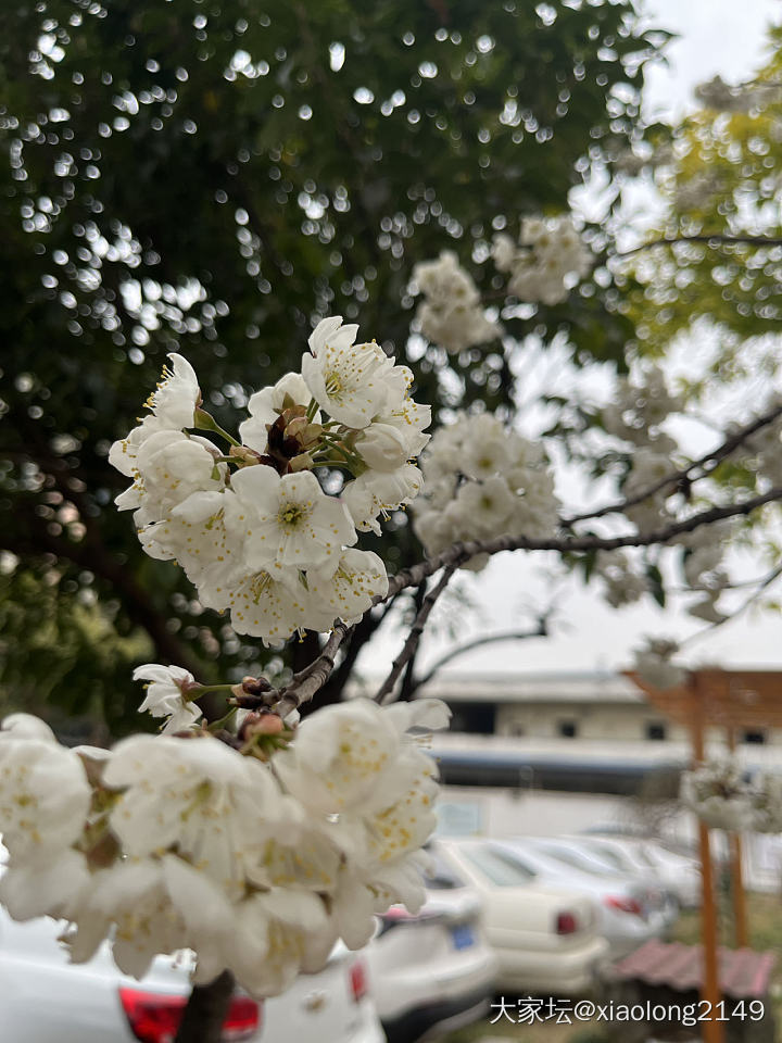 樱花树下拍镯子_翡翠