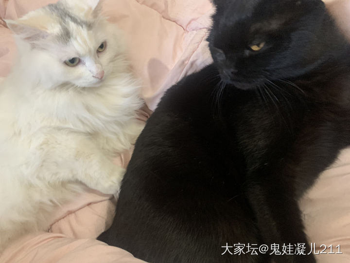 领养的猫咪昨天送来了…. 多了一只白白_房子宠物