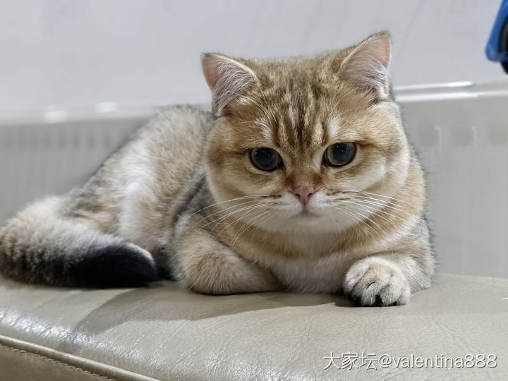 怎样锻炼金渐层胆量？_猫宠物