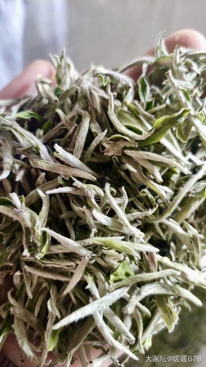 白豪银针头采到啦_茶道