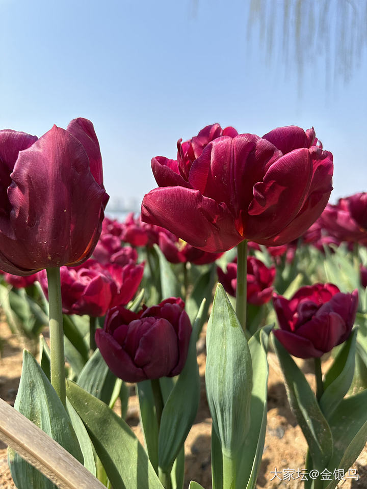 春天就要看花花啊！_花