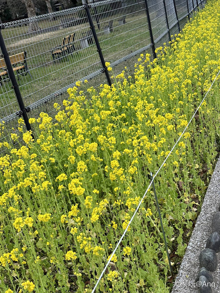 春天就要看花花啊！_花