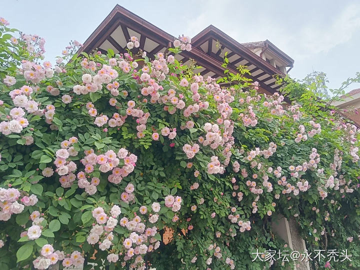 春天就要看花花啊！_花