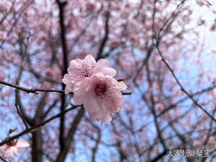 难得两日晴_花