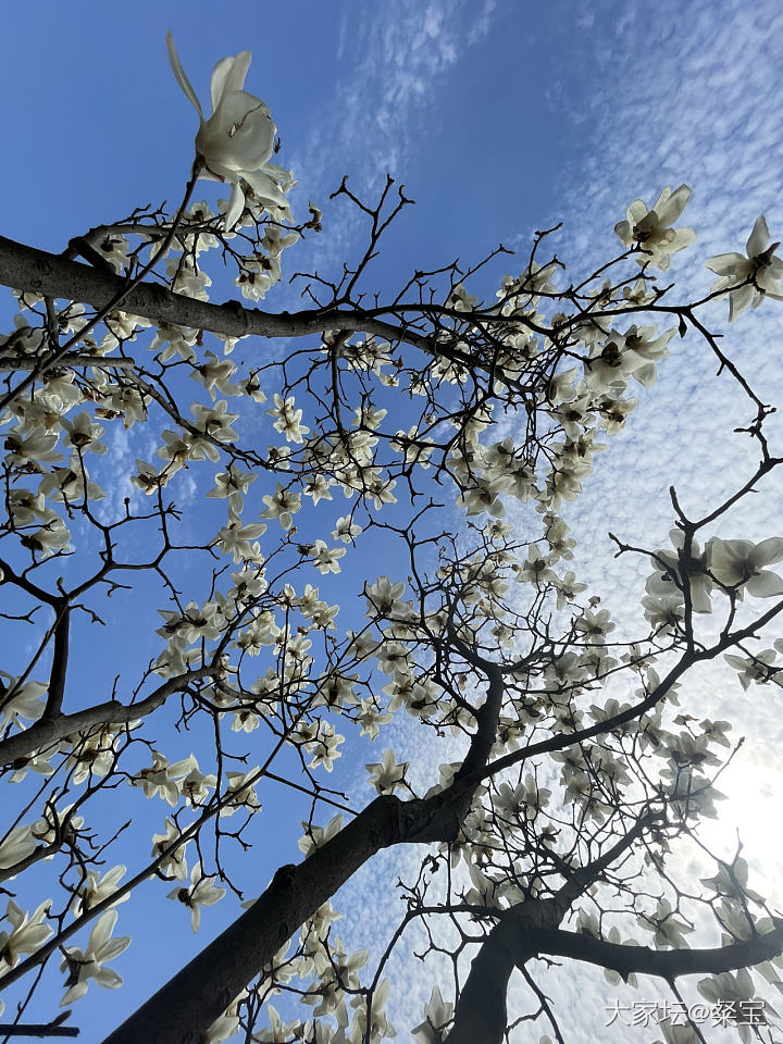 难得两日晴_花