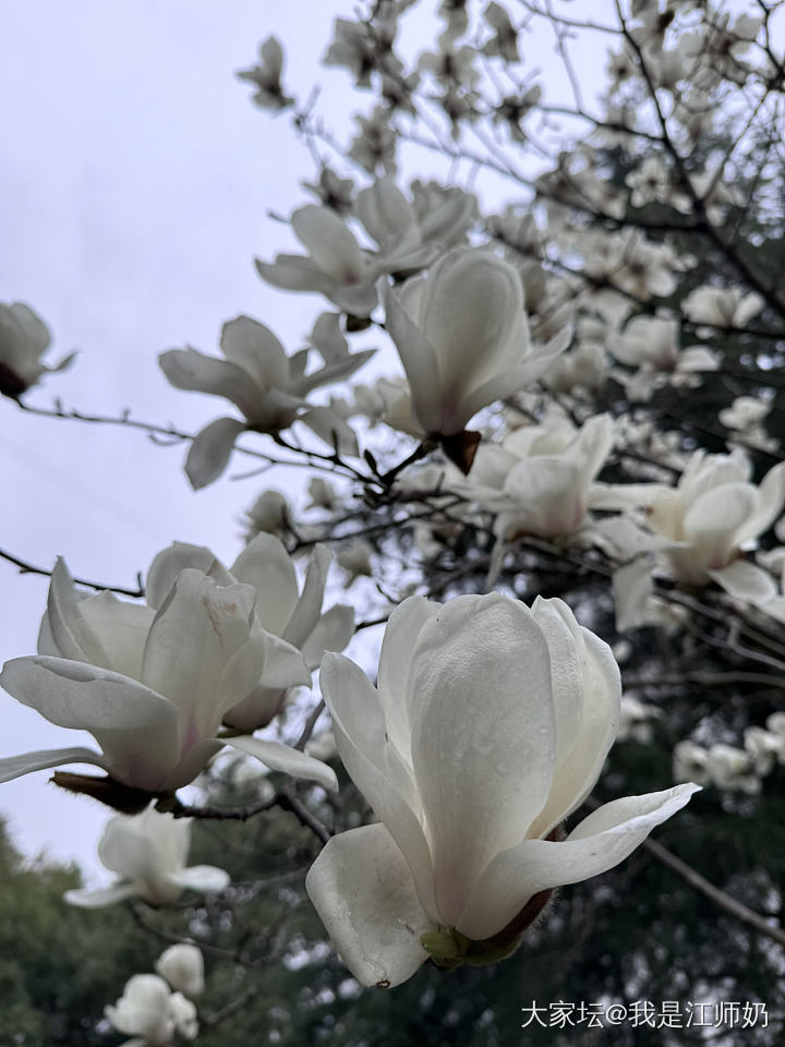 雨中赏玉兰当然要戴玉兰花的镯子啊😊_银