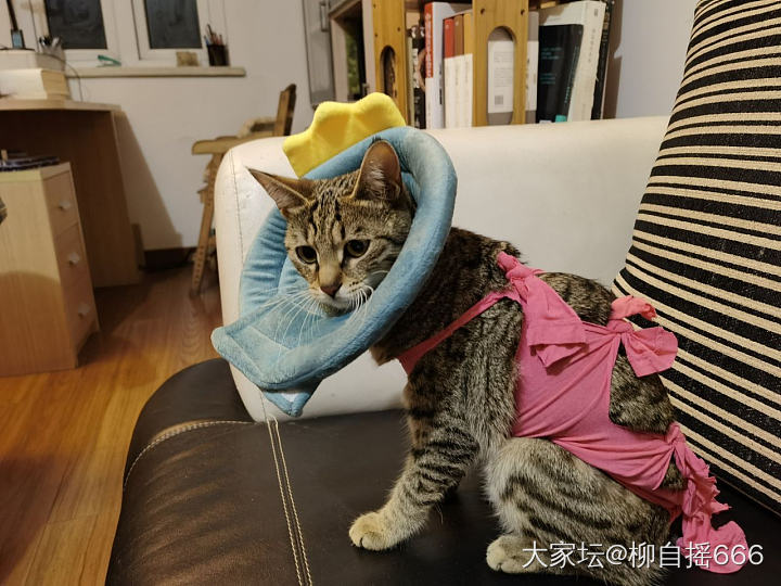 头套美人不开心🐱_猫