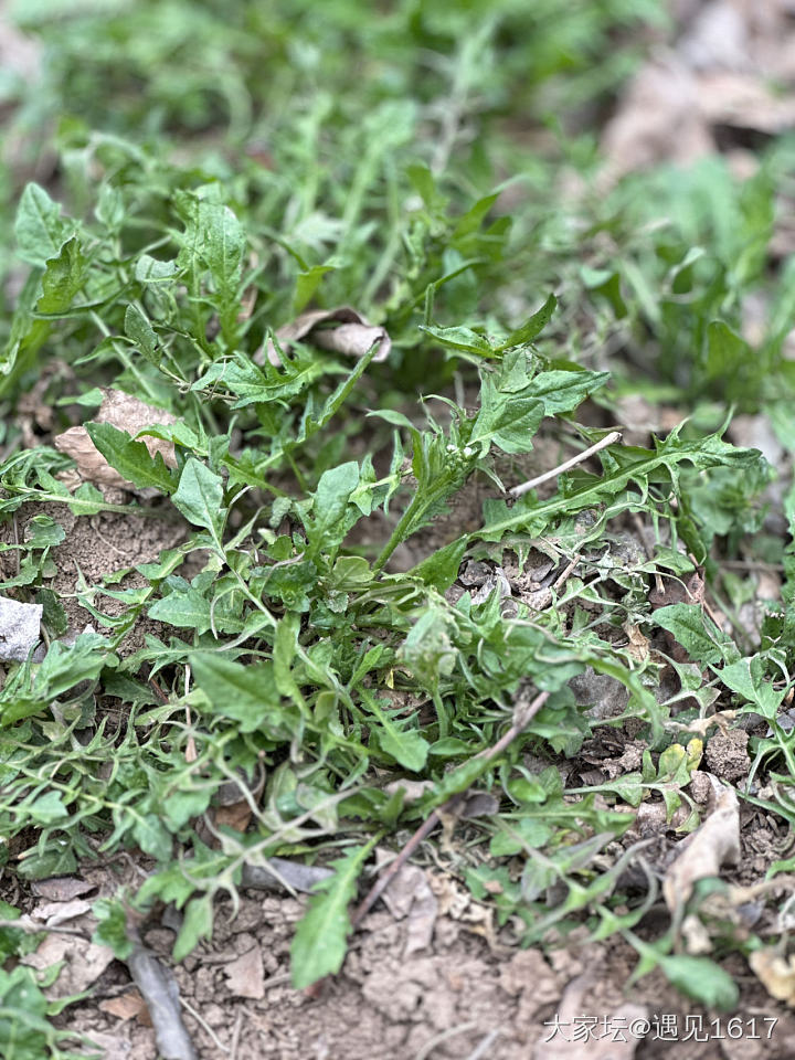 这野菜是非吃不可吗？_食材