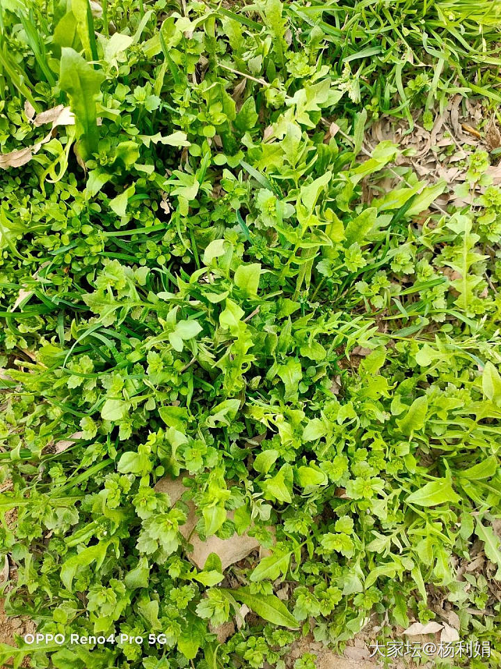 又到了吃野菜的季节_美食