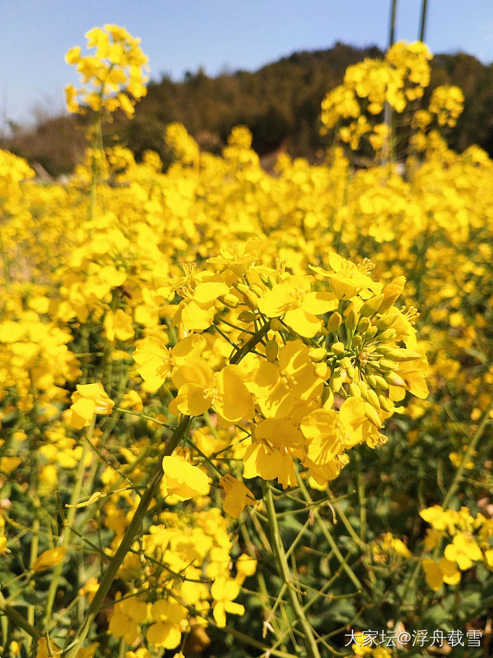 油菜花田，没有任何摄影技巧，全靠花花长得美_花