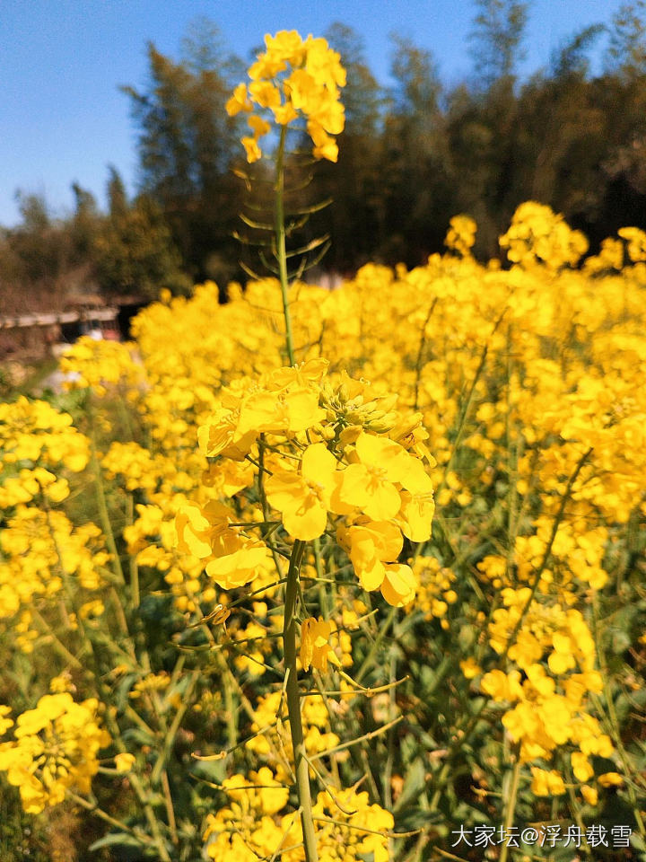 油菜花田，没有任何摄影技巧，全靠花花长得美_花