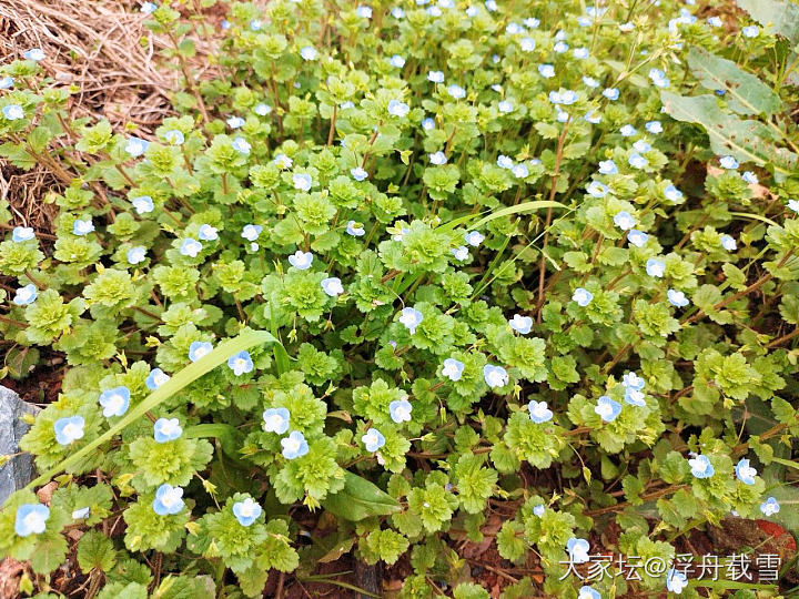 油菜花田，没有任何摄影技巧，全靠花花长得美_花