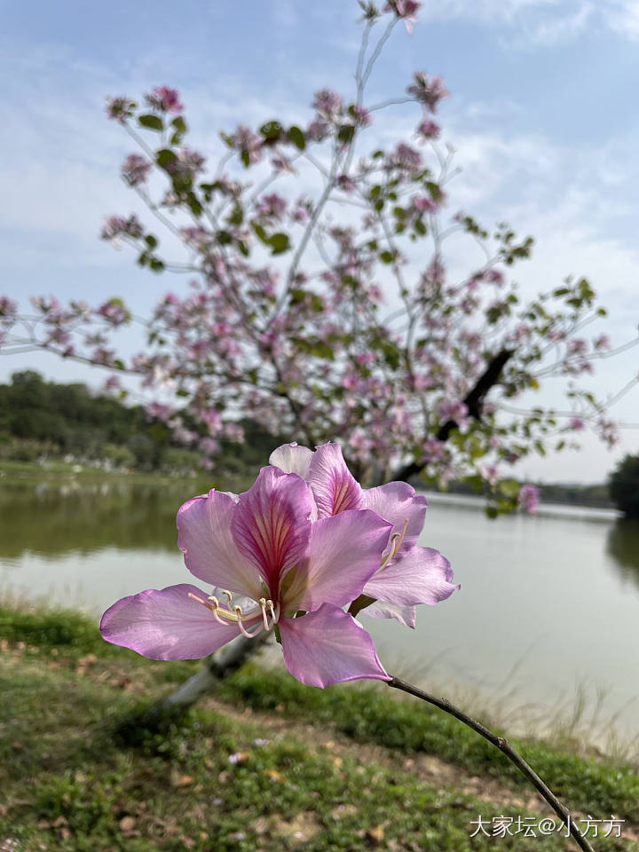 春分_花