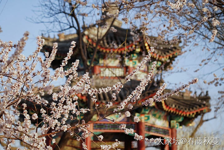 北京的春天到了，直播春分的颐和园_旅游