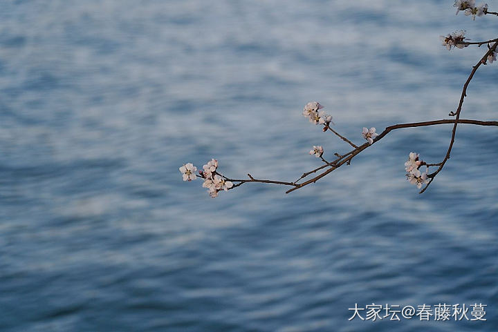 北京的春天到了，直播春分的颐和园_旅游