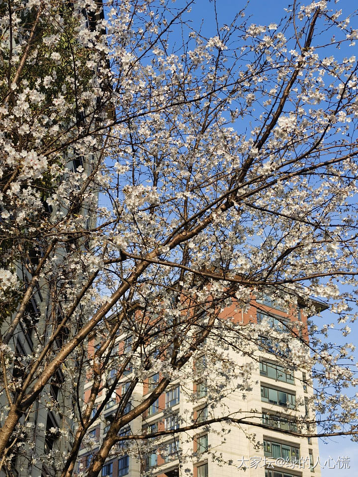 今日份的快乐_和田玉祖母绿