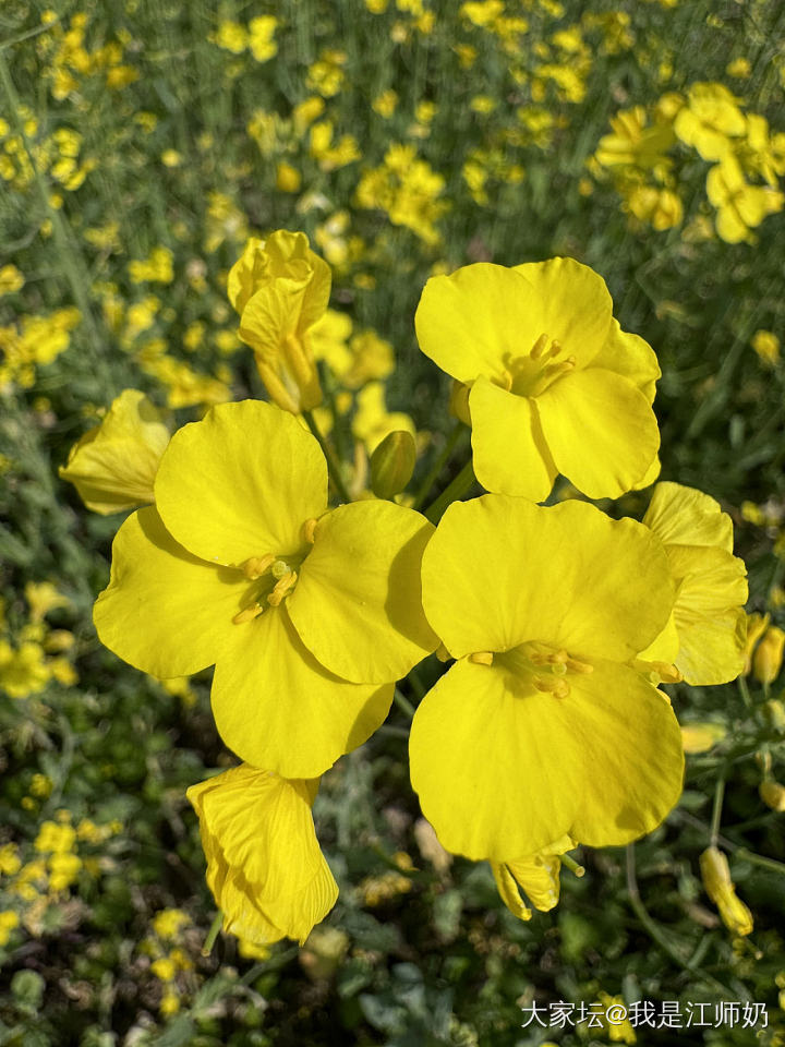 桃花双尖和桃花内刻_手镯银