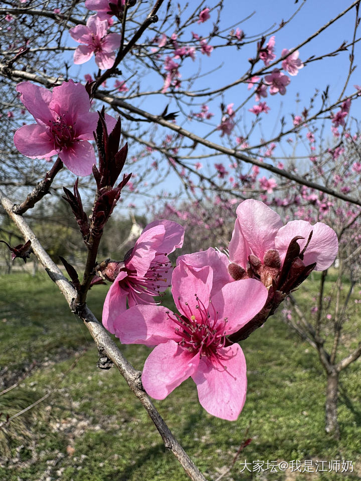 桃花双尖和桃花内刻_手镯银