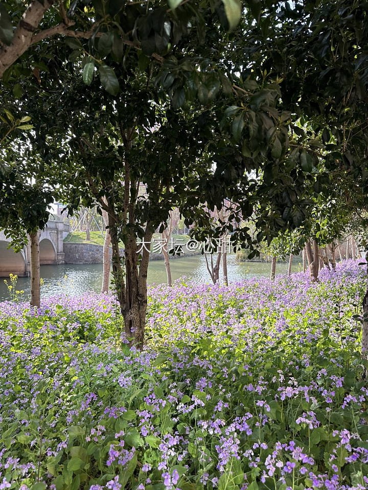 春天，我在学校逛花园_旅游