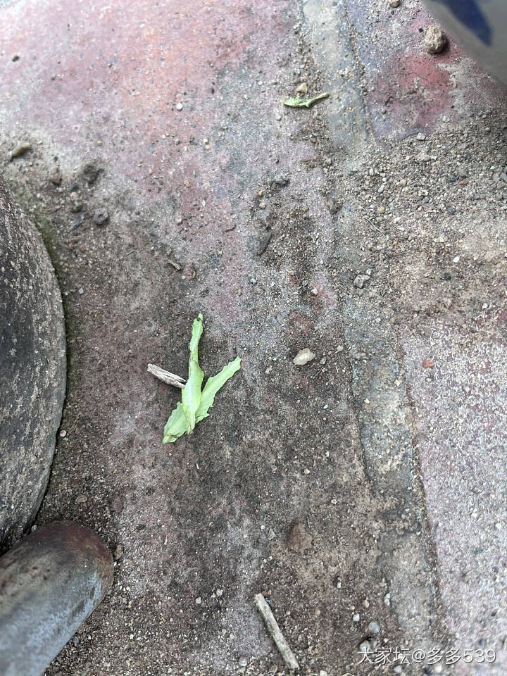 我只想知道这是老鼠啃的还是小鸟吃的，菜杆留下叶子吃了_植物