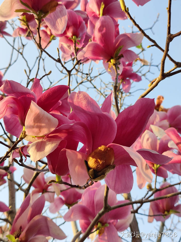 玉兰花_闲聊