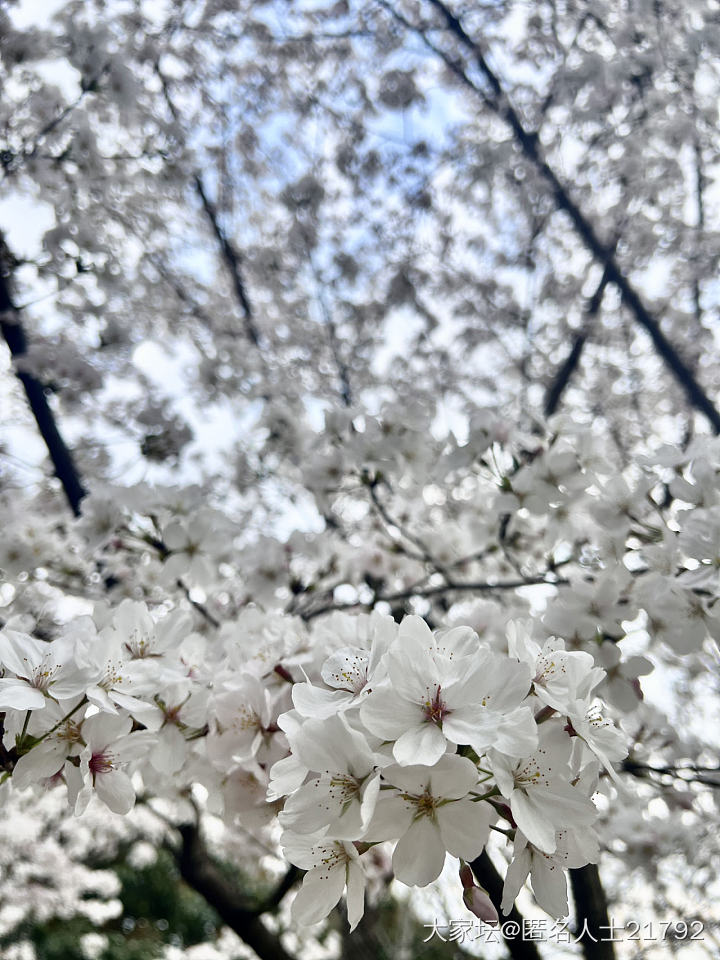 赏花_花