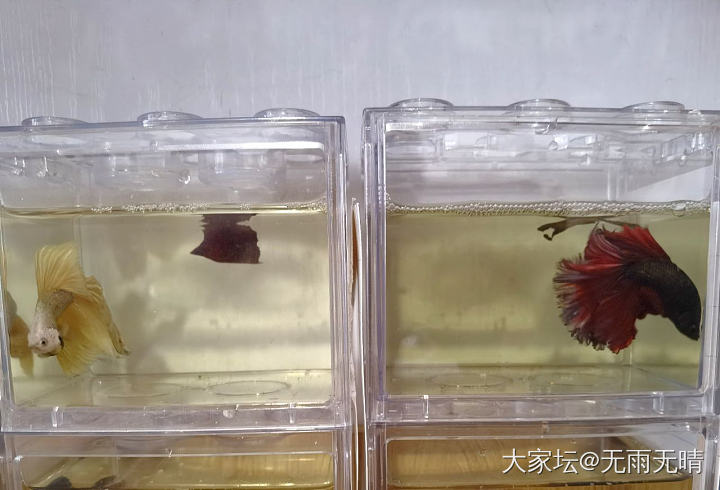 孤独的勇士—大尾巴鱼_水族类