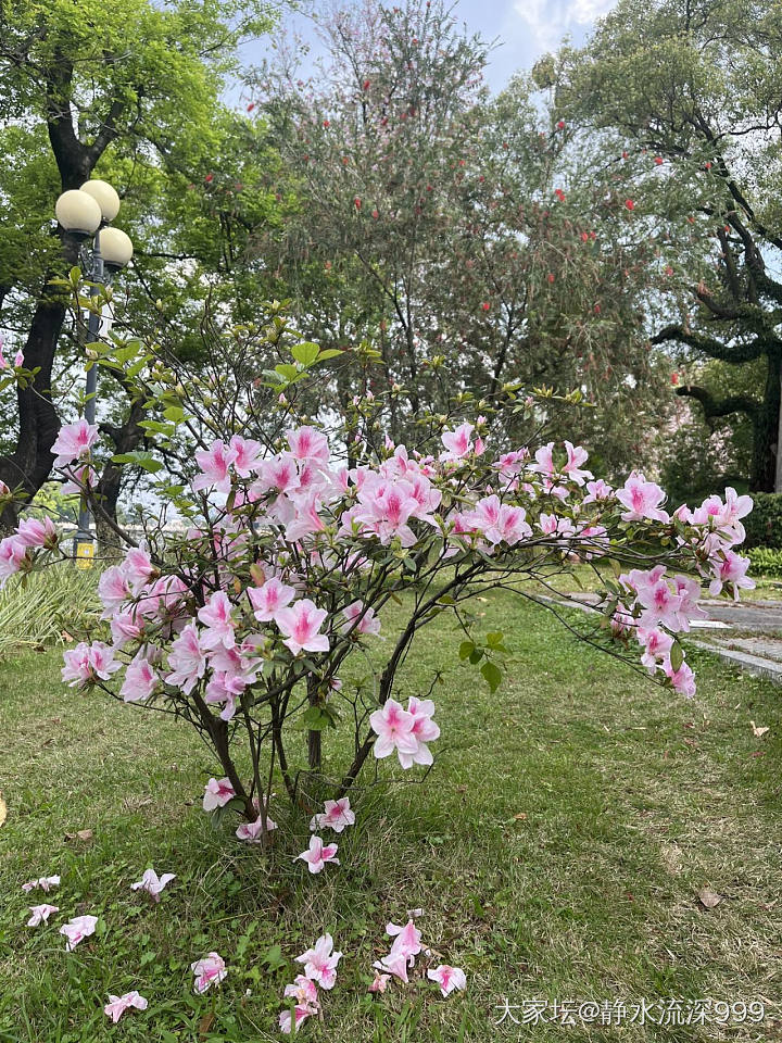 春天就合适逛公园_花