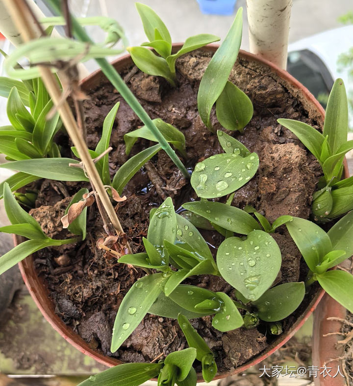 往年的百合又发芽了_植物