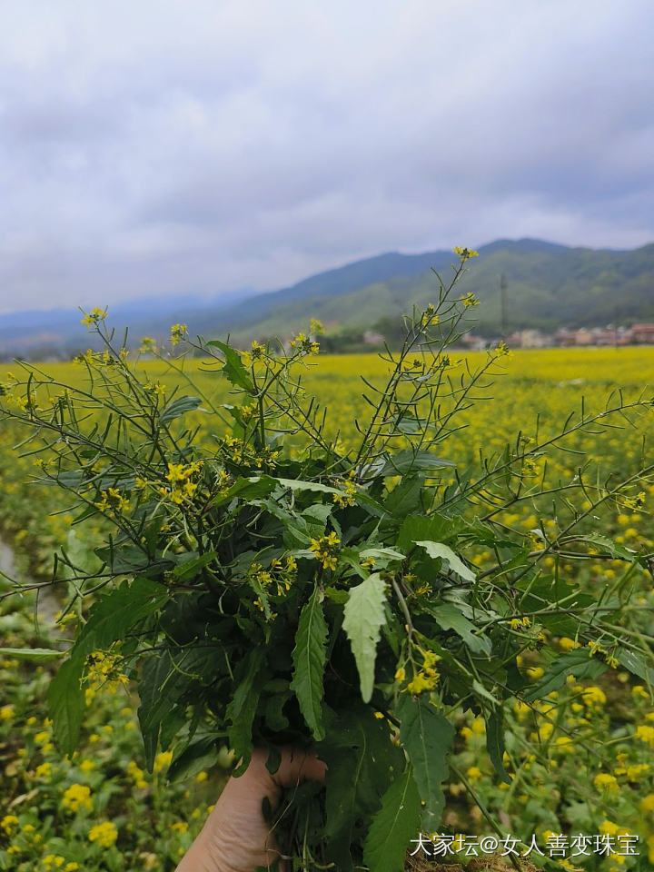 在春天的田野里摘野菜_食材