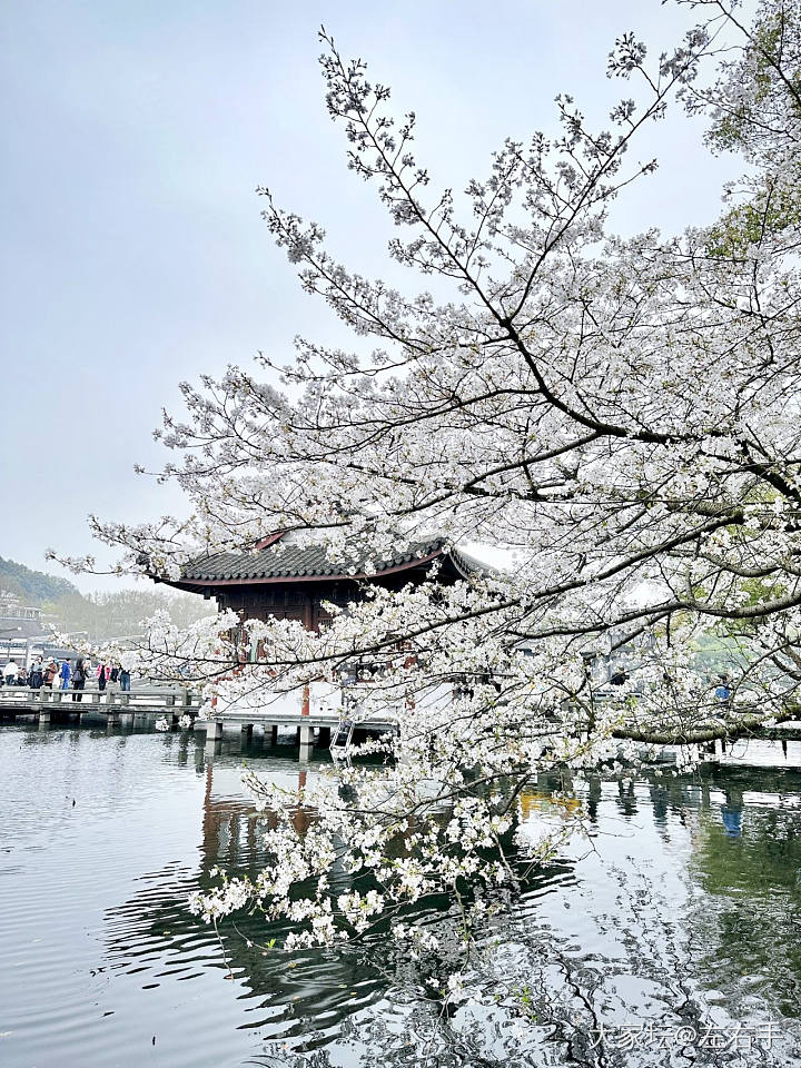 来看樱花啊_景色旅游