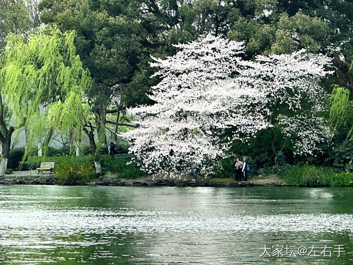 来看樱花啊_景色旅游