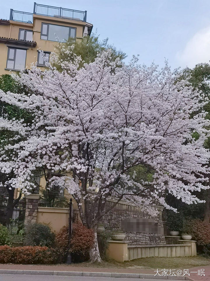 分享一下小城市的樱花_景色