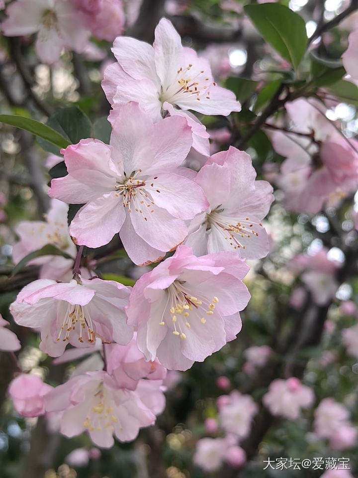 春天🌸会来_花