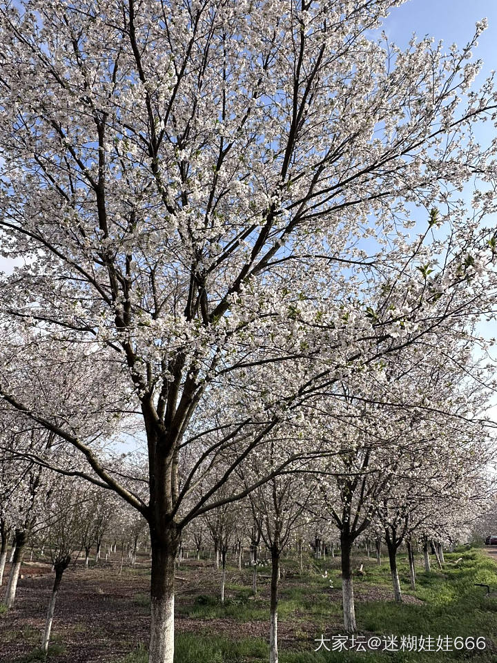 春天刚刚好 樱花绽放时_景色旅游